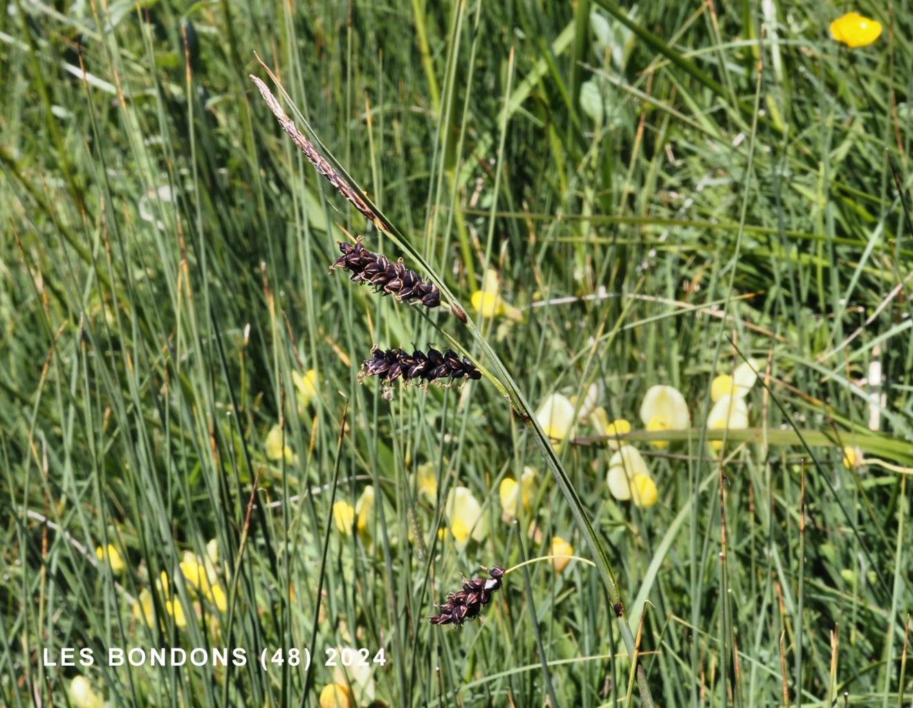 Sedge, Glaucous